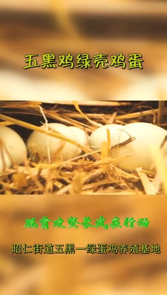 【西部國際商貿(mào)城·微視頻大賽作品278】扶貧故事之三十：脫貧攻堅長武在行動——昭仁街道五黑一綠蛋雞養(yǎng)殖基地