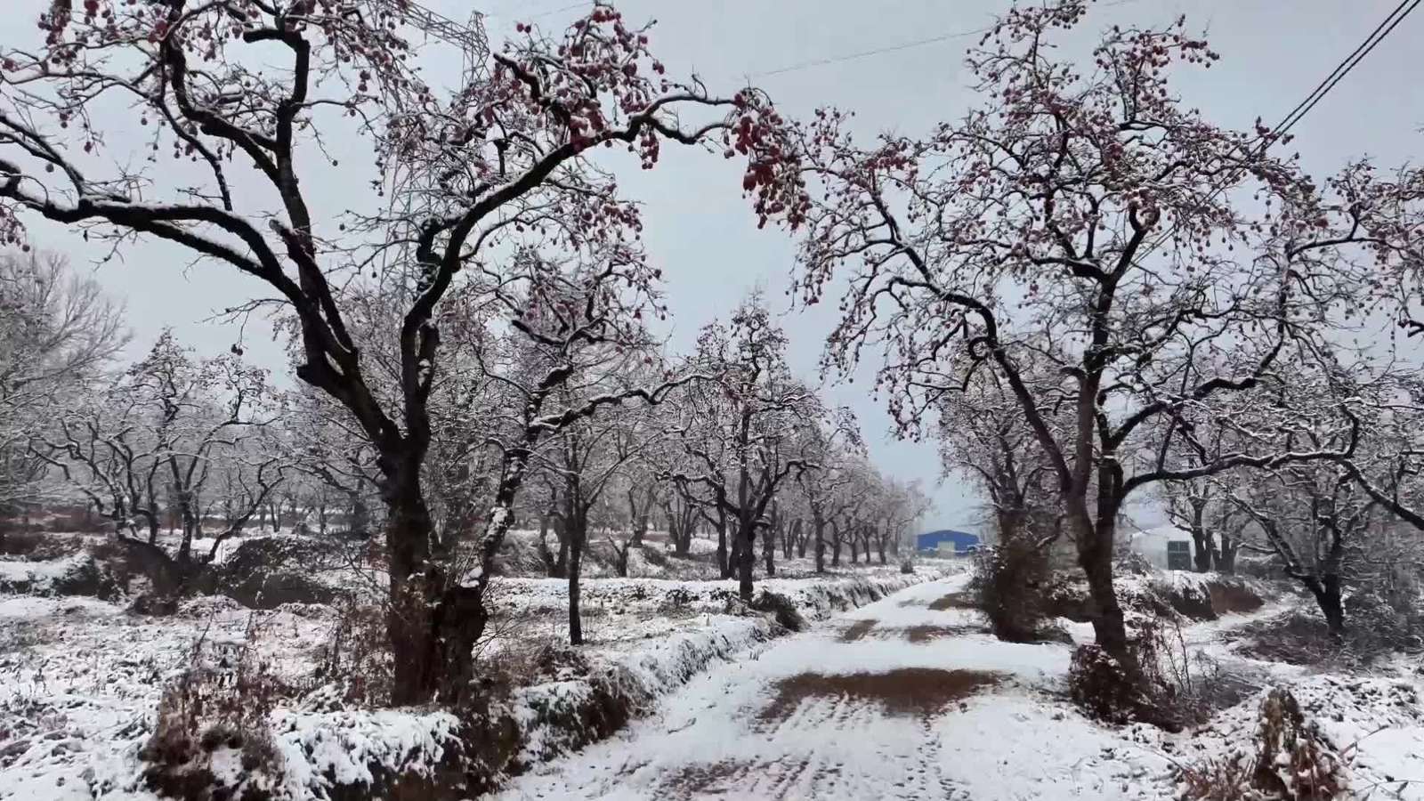 【視頻】湖天雪景弄朝暉 最美冬季是彬州  