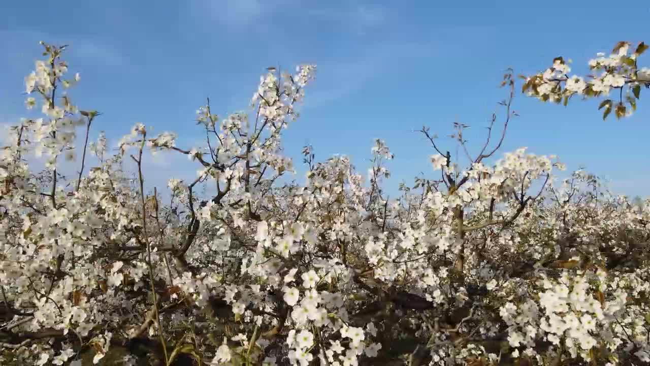 【視頻】彬州市：梨花開滿樹 春游正當時
