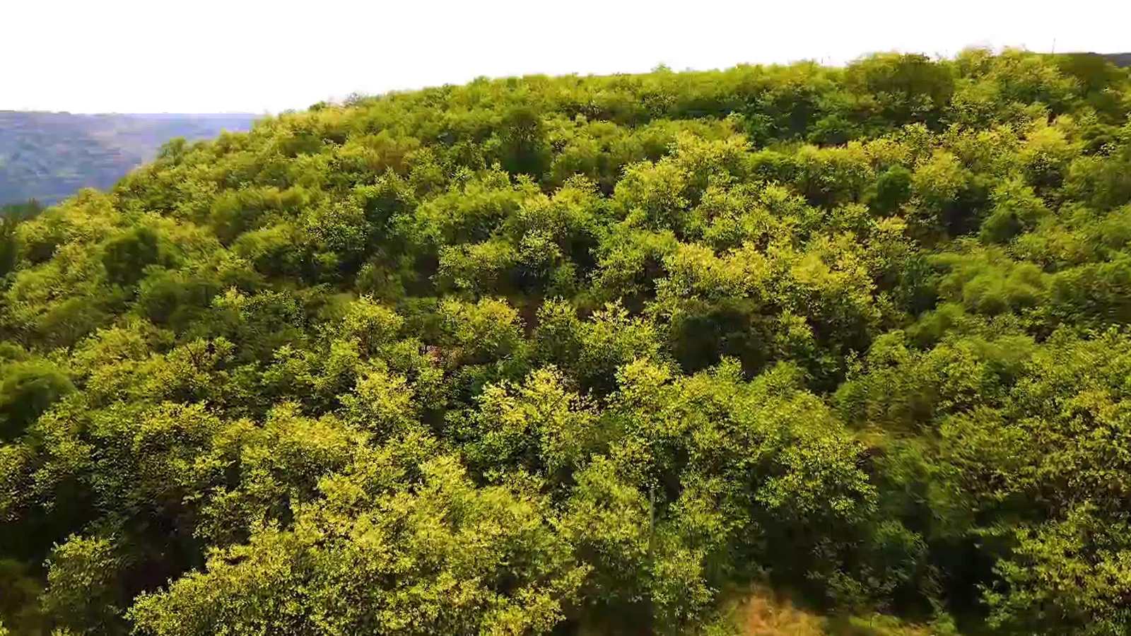 【視頻】彬州市：初夏槐花香無痕 